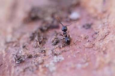 Lasius fuliginosus photo 126