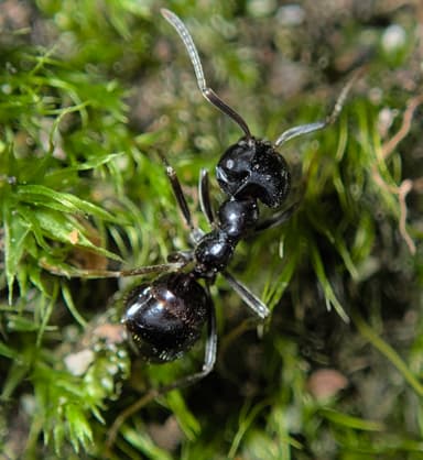 Lasius fuliginosus photo 149