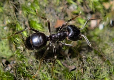 Lasius fuliginosus photo 150