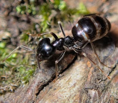 Lasius fuliginosus photo 153
