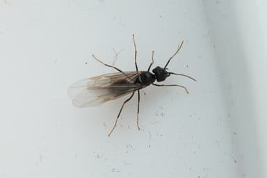 Lasius fuliginosus photo 158