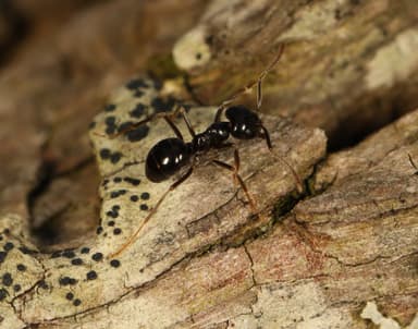 Lasius fuliginosus photo 164