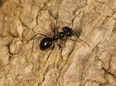 Lasius fuliginosus photo 165