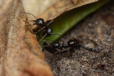 Lasius fuliginosus photo 172