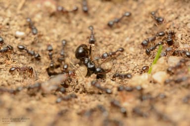 Lasius fuliginosus photo 177