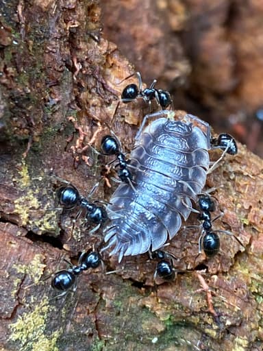 Lasius fuliginosus photo 181