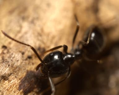 Lasius fuliginosus photo 182