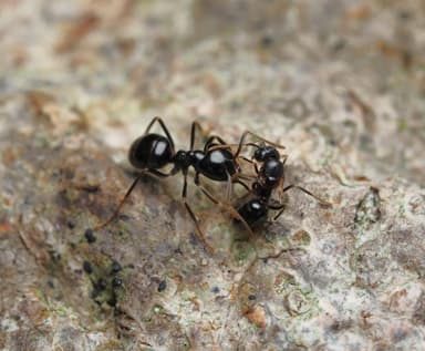 Lasius fuliginosus photo 185