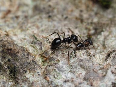 Lasius fuliginosus photo 188