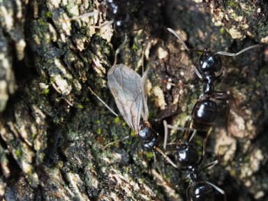 Lasius fuliginosus photo 193