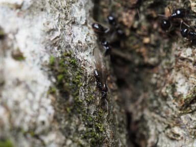 Lasius fuliginosus photo 194
