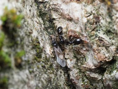Lasius fuliginosus photo 196