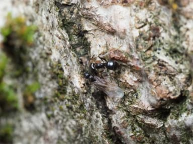 Lasius fuliginosus photo 197