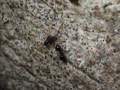 Lasius fuliginosus photo 199