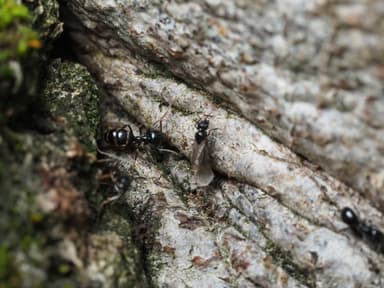 Lasius fuliginosus photo 201