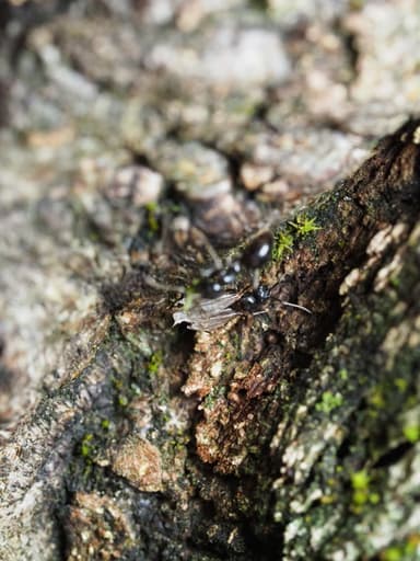 Lasius fuliginosus photo 202
