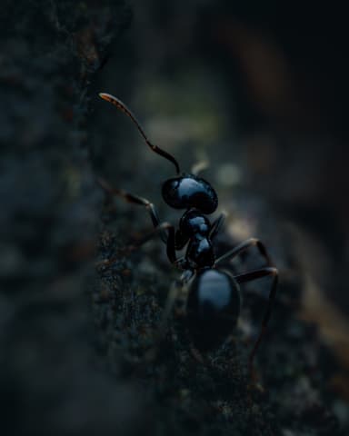 Lasius fuliginosus photo 207