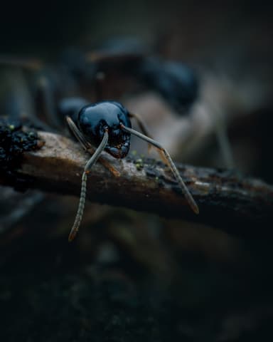 Lasius fuliginosus photo 209