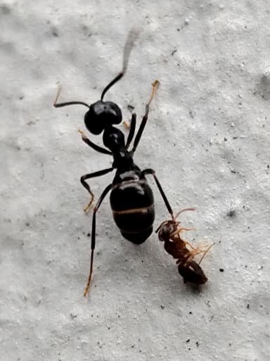 Lasius fuliginosus photo 214