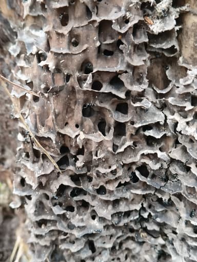 Lasius fuliginosus photo 216