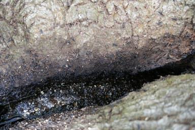 Lasius fuliginosus — colony photo 1