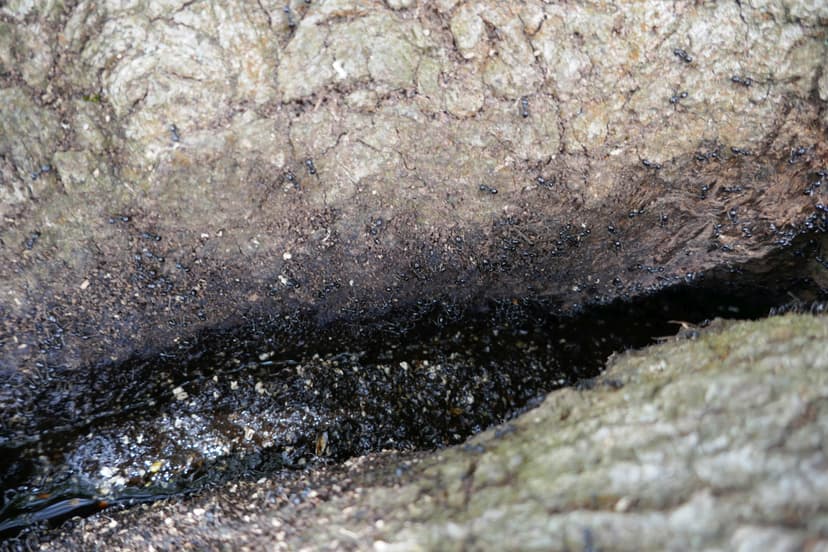 Lasius fuliginosus photo 1