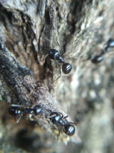 Lasius fuliginosus photo 2