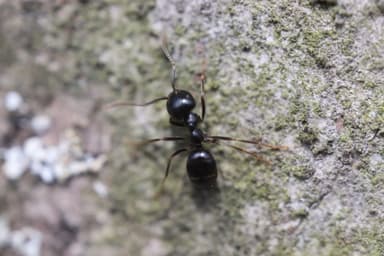 Lasius fuliginosus photo 3