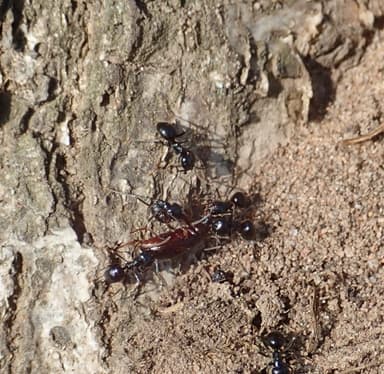 Lasius fuliginosus photo 4