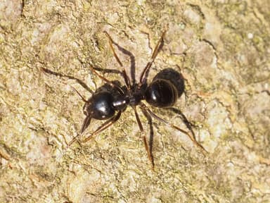 Lasius fuliginosus photo 5