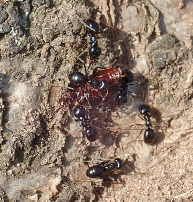 Lasius fuliginosus photo 6