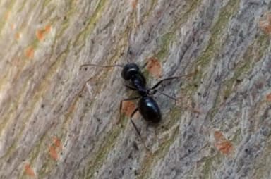 Lasius fuliginosus photo 7
