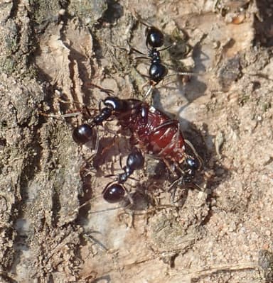 Lasius fuliginosus photo 8