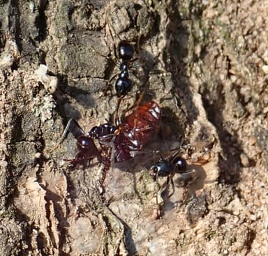 Lasius fuliginosus photo 9