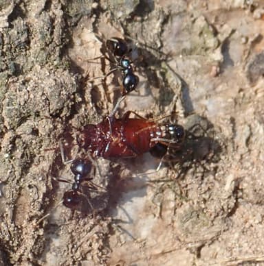 Lasius fuliginosus photo 10