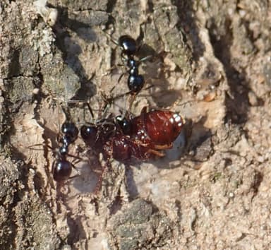 Lasius fuliginosus photo 11