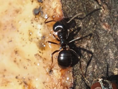 Lasius fuliginosus photo 12