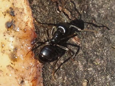 Lasius fuliginosus photo 13