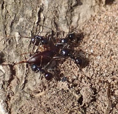 Lasius fuliginosus photo 14