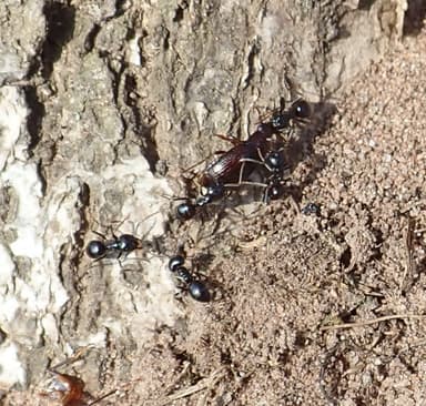 Lasius fuliginosus photo 15
