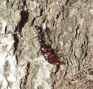 Lasius fuliginosus photo 16