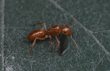 Lasius interjectus photo 22