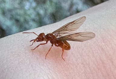 Lasius interjectus photo 28