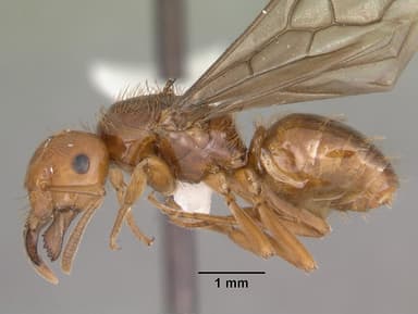 Lasius interjectus — queen photo 6