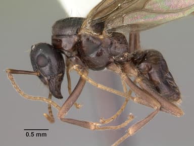 Lasius interjectus — queen photo 7