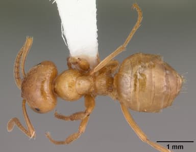 Lasius interjectus — queen photo 8