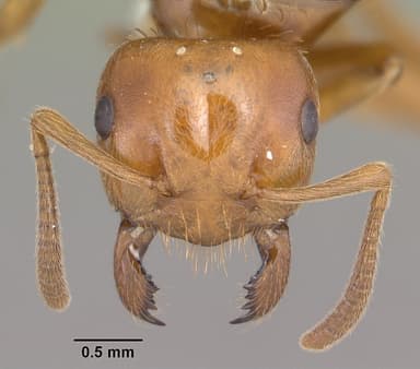 Lasius interjectus — queen photo 13