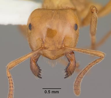 Lasius interjectus — queen photo 14