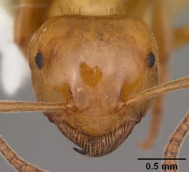 Lasius interjectus — queen photo 15