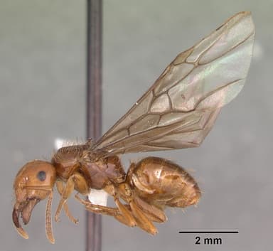 Lasius interjectus — queen photo 16